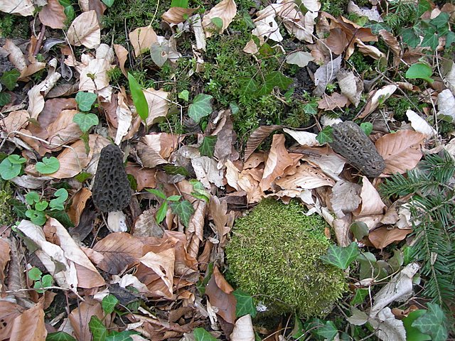 Il Tempo delle Morchelle